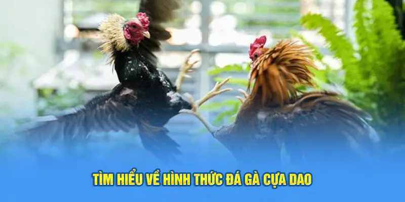 Khám phá một số thông tin đá gà cựa dao hi88