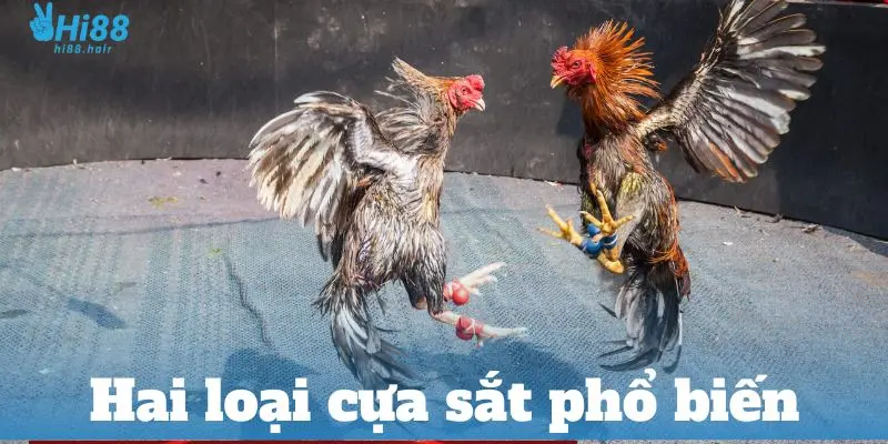 Hai loại cựa sắt phổ biến