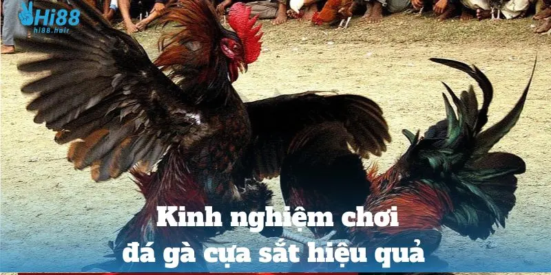 Kinh nghiệm chơi đá gà cựa sắt hiệu quả 