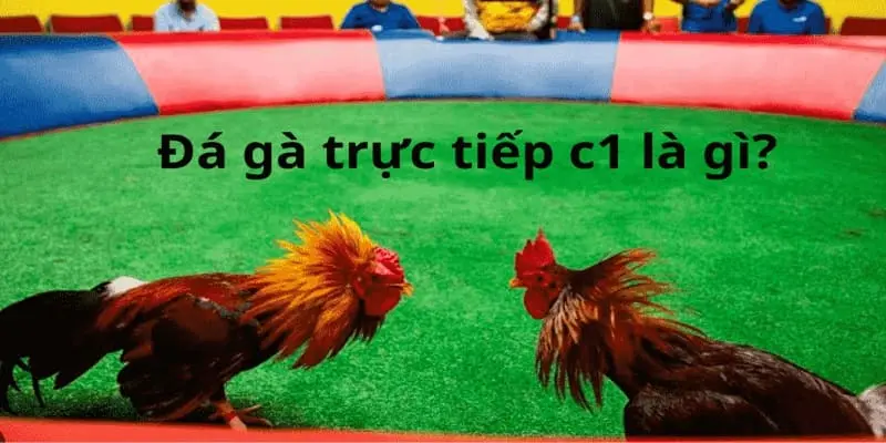 Điểm qua vài nét về trực tiếp đá gà C1