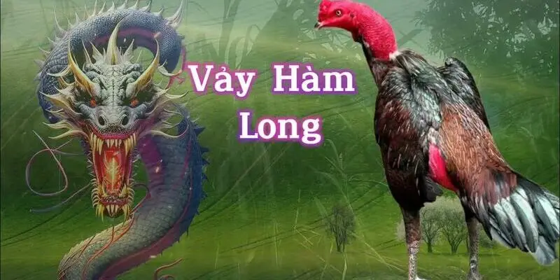 Tổng quan đôi nét về vảy Hàm Long